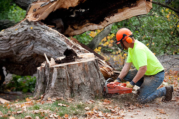 Tree Root Removal in Santa Fe, NM